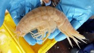 This photo, released by Oceanlab on February 3, shows a scientist from the University of Aberdeen holding one of the 'supergiant amphipods' off the coast of New Zealand. Scientists have captured these crustaceans in waters seven kilometres (4.4 miles) deep off N.Zealand, measuring 10 times the normal size of related species This photo, released by Oceanlab on February 3, shows a scientist from the University of Aberdeen holding one of the 'supergiant amphipods' off the coast of New Zealand. Scientists have captured these crustaceans in waters seven kilometres (4.4 miles) deep off N.Zealand, measuring 10 times the normal size of related species