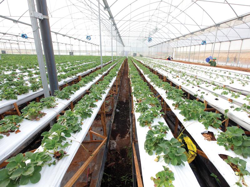 Investors fuel hi-tech agricultural revolution