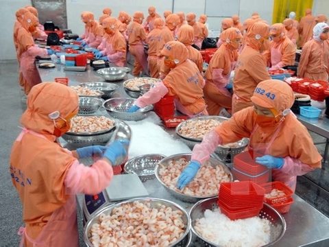 Viet Nam slams Australia’s prawn ban Viet Nam slams Australia’s prawn ban