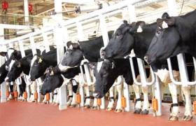 TH Milk to milk the market