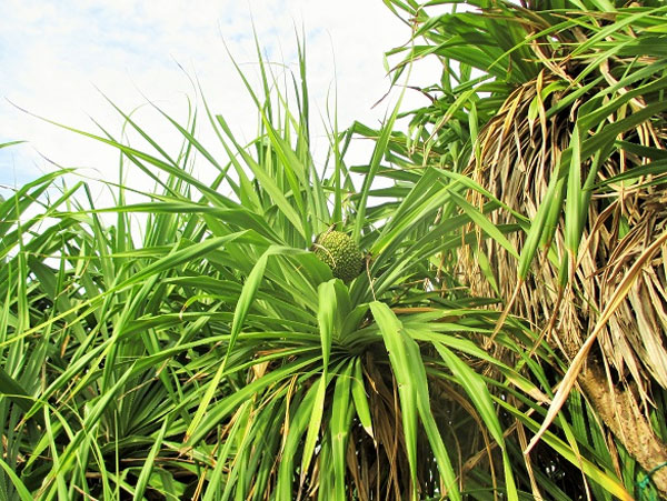 Ly Son Island, An Binh Islands, boat