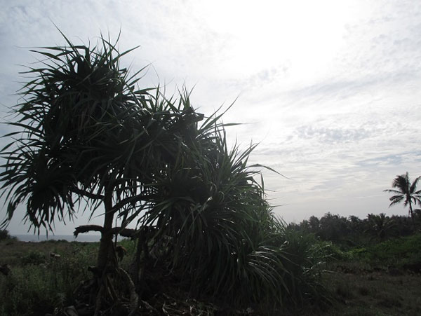 Ly Son Island, An Binh Islands, boat