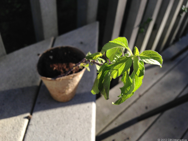 iPhone 5 camera, outdoors.