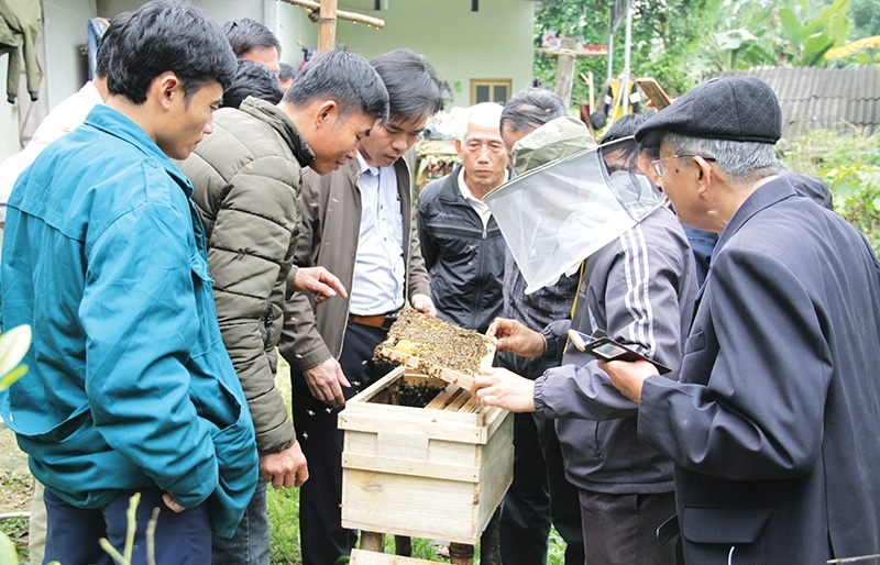 Beekeepers buzzing with initiative's enhancements - Vimarsana News