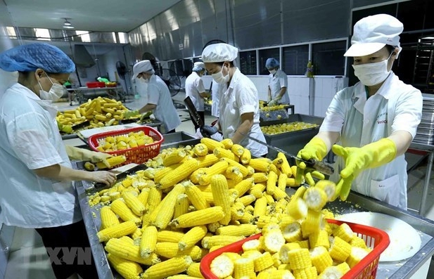 RCEP helps Vietnamese agricultural products reach out to the world - Vimarsana News