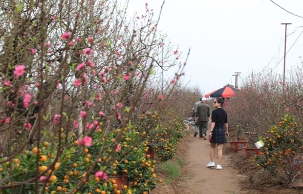 Peach, kumquat tree growers busy ahead of Tet - Vimarsana News