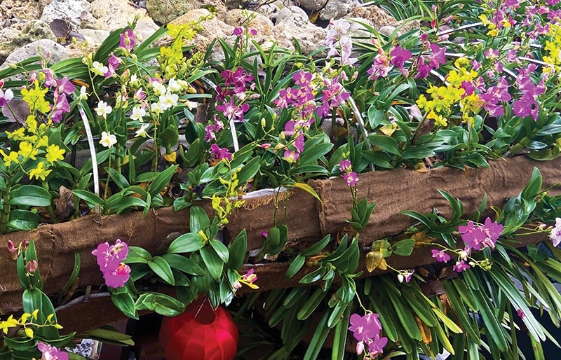 Fully blooming spring in Quang Binh - Vimarsana News