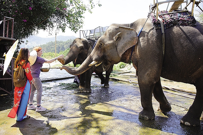 brand building in central highlands