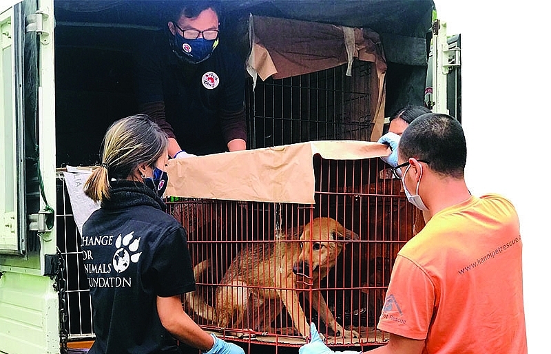 The journey to rescue dogs and cats in Vietnam - Vimarsana News