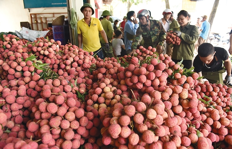 Lychee going digital thanks to Vietrade's online tie-ups - Vimarsana News