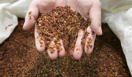 Indian animal feed suppliers to explore Vietnam market | Corporate News