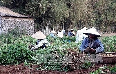 project helps create sustainable livelihood for farmers in tra vinh