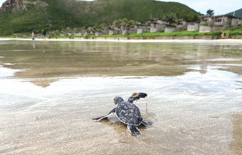 Con Dao Island A serene home for precious turtles - Vimarsana News