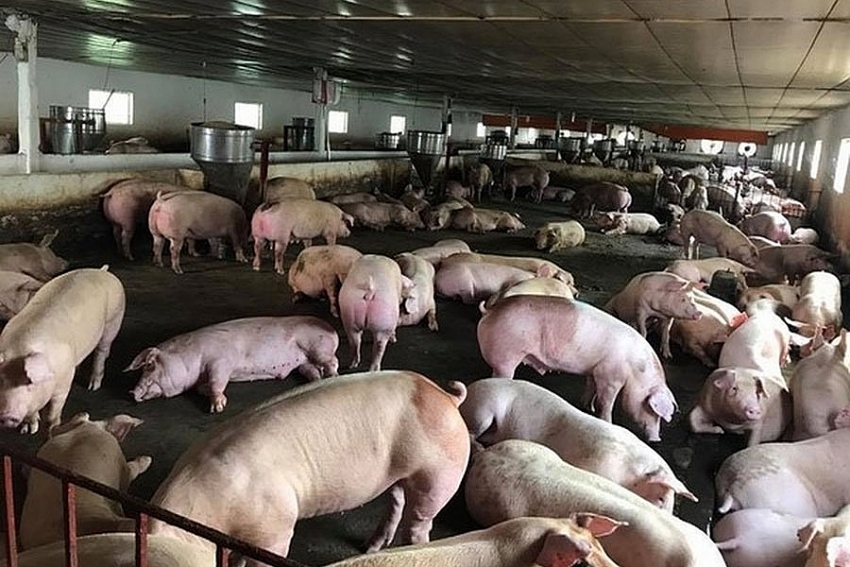 cp vietnam may be impacted by african swine fever