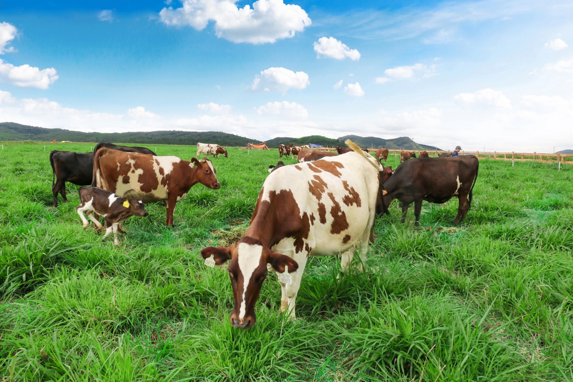 Sojitz and Vinamilk establish sales company for beef products - Vimarsana News