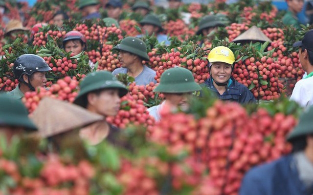 Hai Duong lychee to go on sale on e-commerce platforms - Vimarsana News